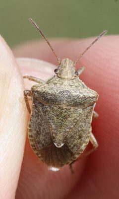 Euschistus strenuus by (c) Andrew Meeds, some rights reserved (CC BY), uploaded by Andrew Meeds. Used under a CC-BY license.