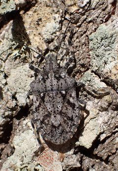 Brochymena chelonoides by (c) dhasdf, some rights reserved (CC BY). Used under a CC-BY license.