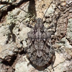 Brochymena chelonoides by (c) dhasdf, some rights reserved (CC BY). Used under a CC-BY license.
