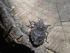 Brochymena diluta by (c) IA braham, some rights reserved (CC BY), uploaded by IA braham. Used under a CC-BY license.
