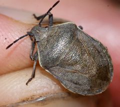 Hymenarcys crassa by (c) Andrew Meeds, some rights reserved (CC BY), uploaded by Andrew Meeds. Used under a CC-BY license.