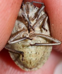 Hymenarcys crassa by (c) Andrew Meeds, some rights reserved (CC BY), uploaded by Andrew Meeds. Used under a CC-BY license.