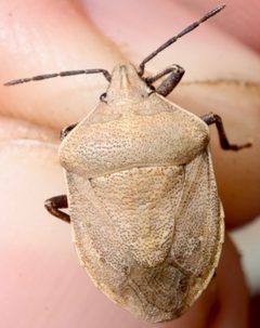 Hymenarcys crassa by (c) Andrew Meeds, some rights reserved (CC BY), uploaded by Andrew Meeds. Used under a CC-BY license.
