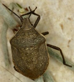 Hymenarcys crassa by (c) Andrew Meeds, some rights reserved (CC BY), uploaded by Andrew Meeds. Used under a CC-BY license.