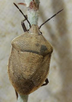 Hymenarcys crassa by (c) Andrew Meeds, some rights reserved (CC BY), uploaded by Andrew Meeds. Used under a CC-BY license.