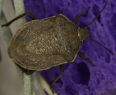 Hymenarcys crassa by (c) Andrew Meeds, some rights reserved (CC BY), uploaded by Andrew Meeds. Used under a CC-BY license.