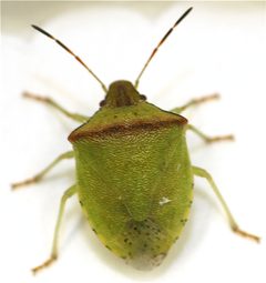 Thyanta calceata by (c) Andrew Meeds, some rights reserved (CC BY), uploaded by Andrew Meeds. Used under a CC-BY license.