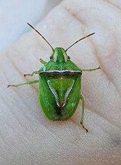 Cyptocephala elegans by (c) Alexis Smith, some rights reserved (CC BY), uploaded by Alexis Smith. Used under a CC-BY license.