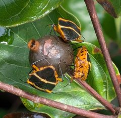 Pharypia nitidiventris by (c) Alan Prather, some rights reserved (CC BY), uploaded by Alan Prather. Used under a CC-BY license.