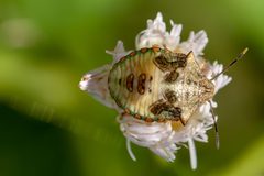 Thyanta perditor by (c) Richard Stovall, some rights reserved (CC BY), uploaded by Richard Stovall. Used under a CC-BY license.