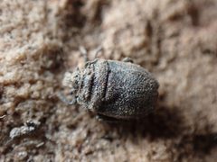 Weda tumidifrons by (c) Jared Shorma, some rights reserved (CC BY), uploaded by Jared Shorma. Used under a CC-BY license.