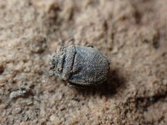 Weda tumidifrons by (c) Jared Shorma, some rights reserved (CC BY), uploaded by Jared Shorma. Used under a CC-BY license.