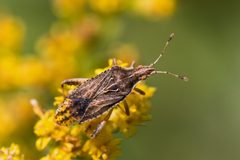 Harmostes fraterculus by (c) Bill Keim, some rights reserved (CC BY). Used under a CC-BY license.