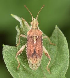 Harmostes fraterculus by (c) skitterbug, some rights reserved (CC BY), uploaded by skitterbug. Used under a CC-BY license.