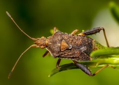 Harmostes serratus by (c) Richard Stovall, some rights reserved (CC BY), uploaded by Richard Stovall. Used under a CC-BY license.