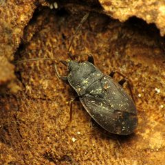 Drymus crassus by (c) Katja Schulz, some rights reserved (CC BY). Used under a CC-BY license.