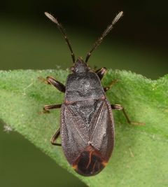 Drymus crassus by (c) skitterbug, some rights reserved (CC BY), uploaded by skitterbug. Used under a CC-BY license.