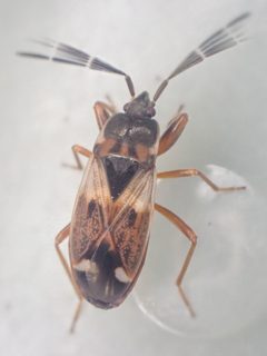 Eremocoris borealis by (c) Trevor Van Loon, some rights reserved (CC BY), uploaded by Trevor Van Loon. Used under a CC-BY license.