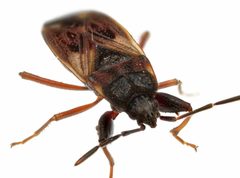 Eremocoris borealis by (c) Christian Back, some rights reserved (CC BY), uploaded by Christian Back. Used under a CC-BY license.