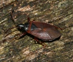 Gastrodes by (c) S. Rae, some rights reserved (CC BY). Used under a CC-BY license.