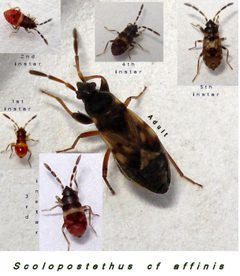 Scolopostethus by (c) Mick Talbot, some rights reserved (CC BY). Used under a CC-BY license.