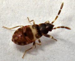 Scolopostethus by (c) Mick Talbot, some rights reserved (CC BY). Used under a CC-BY license.
