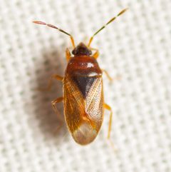 Valtissius diversus by (c) Justin Williams, some rights reserved (CC BY), uploaded by Justin Williams. Used under a CC-BY license.