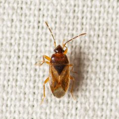 Valtissius diversus by (c) Justin Williams, some rights reserved (CC BY), uploaded by Justin Williams. Used under a CC-BY license.