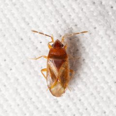 Valtissius diversus by (c) Justin Williams, some rights reserved (CC BY), uploaded by Justin Williams. Used under a CC-BY license.