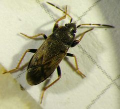 Megalonotini by (c) carnifex, some rights reserved (CC BY), uploaded by carnifex. Used under a CC-BY license.