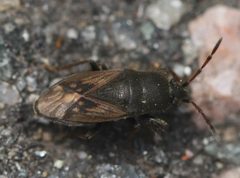 Megalonotus sabulicola by (c) Slimguy, some rights reserved (CC BY). Used under a CC-BY license.
