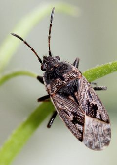 Sphragisticus nebulosus by (c) Even Dankowicz, some rights reserved (CC BY), uploaded by Even Dankowicz. Used under a CC-BY license.