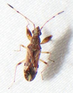Neopamera albocincta by no rights reserved, uploaded by kcthetc1. Used under a CC0 license.