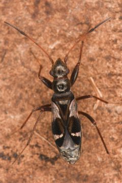 Slaterobius by (c) Trevor Van Loon, some rights reserved (CC BY), uploaded by Trevor Van Loon. Used under a CC-BY license.