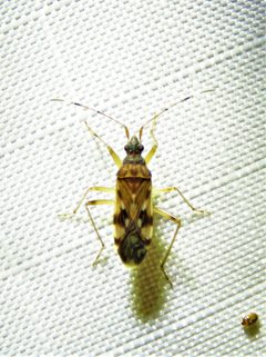 Ozophora picturata by (c) Annika Lindqvist, some rights reserved (CC BY), uploaded by Annika Lindqvist. Used under a CC-BY license.