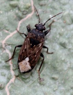 Peritrechus tristis by (c) Even Dankowicz, some rights reserved (CC BY), uploaded by Even Dankowicz. Used under a CC-BY license.
