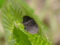 Acantholomidea porosa by (c) Kai Squires, some rights reserved (CC BY), uploaded by Kai Squires. Used under a CC-BY license.