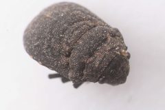 Acantholomidea porosa by (c) Trevor Van Loon, some rights reserved (CC BY), uploaded by Trevor Van Loon. Used under a CC-BY license.