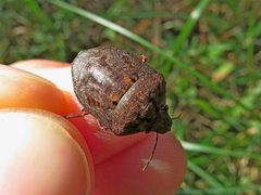 Tetyra bipunctata by (c) Evan M. Raskin, some rights reserved (CC BY), uploaded by Evan M. Raskin. Used under a CC-BY license.