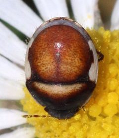 Cydnoides by (c) Catherine C. Galley, some rights reserved (CC BY), uploaded by Catherine C. Galley. Used under a CC-BY license.