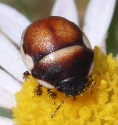 Cydnoides by (c) Catherine C. Galley, some rights reserved (CC BY), uploaded by Catherine C. Galley. Used under a CC-BY license.