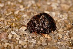 Plataspidae by (c) i_c_riddell, some rights reserved (CC BY), uploaded by i_c_riddell. Used under a CC-BY license.