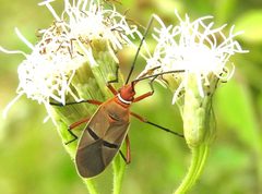 Dysdercus obliquus by (c) Francisco Farriols Sarabia, algunos derechos reservados (CC BY), subido por Francisco Farriols Sarabia. Used under a CC-BY license.