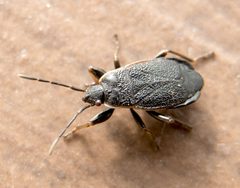 Pyrrhocoris by (c) katunchik, some rights reserved (CC BY), uploaded by katunchik. Used under a CC-BY license.
