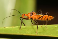 Repipta taurus by (c) Judy Gallagher, some rights reserved (CC BY). Used under a CC-BY license.