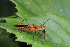 Repipta taurus by (c) Judy Gallagher, some rights reserved (CC BY). Used under a CC-BY license.