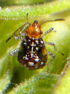 Niesthrea louisianica by (c) Jane Weeden, some rights reserved (CC BY), uploaded by Jane Weeden. Used under a CC-BY license.