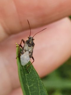 Liorhyssus by (c) Mark Richman, some rights reserved (CC BY), uploaded by Mark Richman. Used under a CC-BY license.