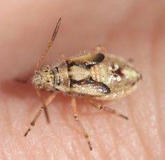 Liorhyssus by (c) Slimguy, some rights reserved (CC BY). Used under a CC-BY license.