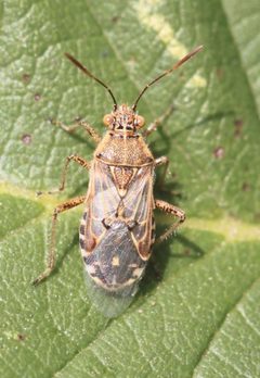Liorhyssus by (c) Slimguy, some rights reserved (CC BY). Used under a CC-BY license.